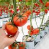 Jak prowadzić ekologiczną uprawę pomidorów w szklarni lub pod osłoną foliową