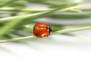 Sprzymierzeńcy ogrodu: Pożyteczne zwierzęta w walce ze szkodnikami