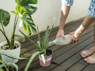 Wybór kwiatów doniczkowych do tarasu – co jest warte uwagi
